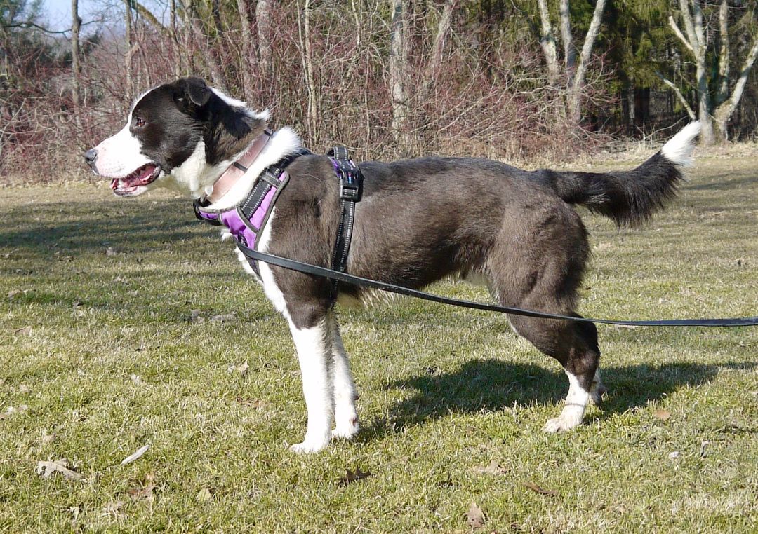 Enlarge Blizzard, a Adoptable Border Collie in Concord, OH image 4/6