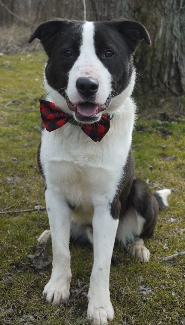 Enlarge Blizzard, a Adoptable Border Collie in Concord, OH image 5/6