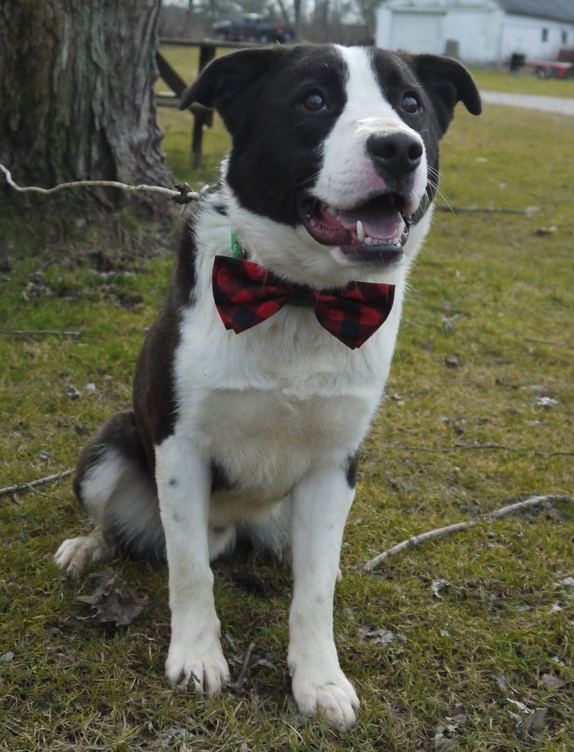 Enlarge Blizzard, a Adoptable Border Collie in Concord, OH image 6/6