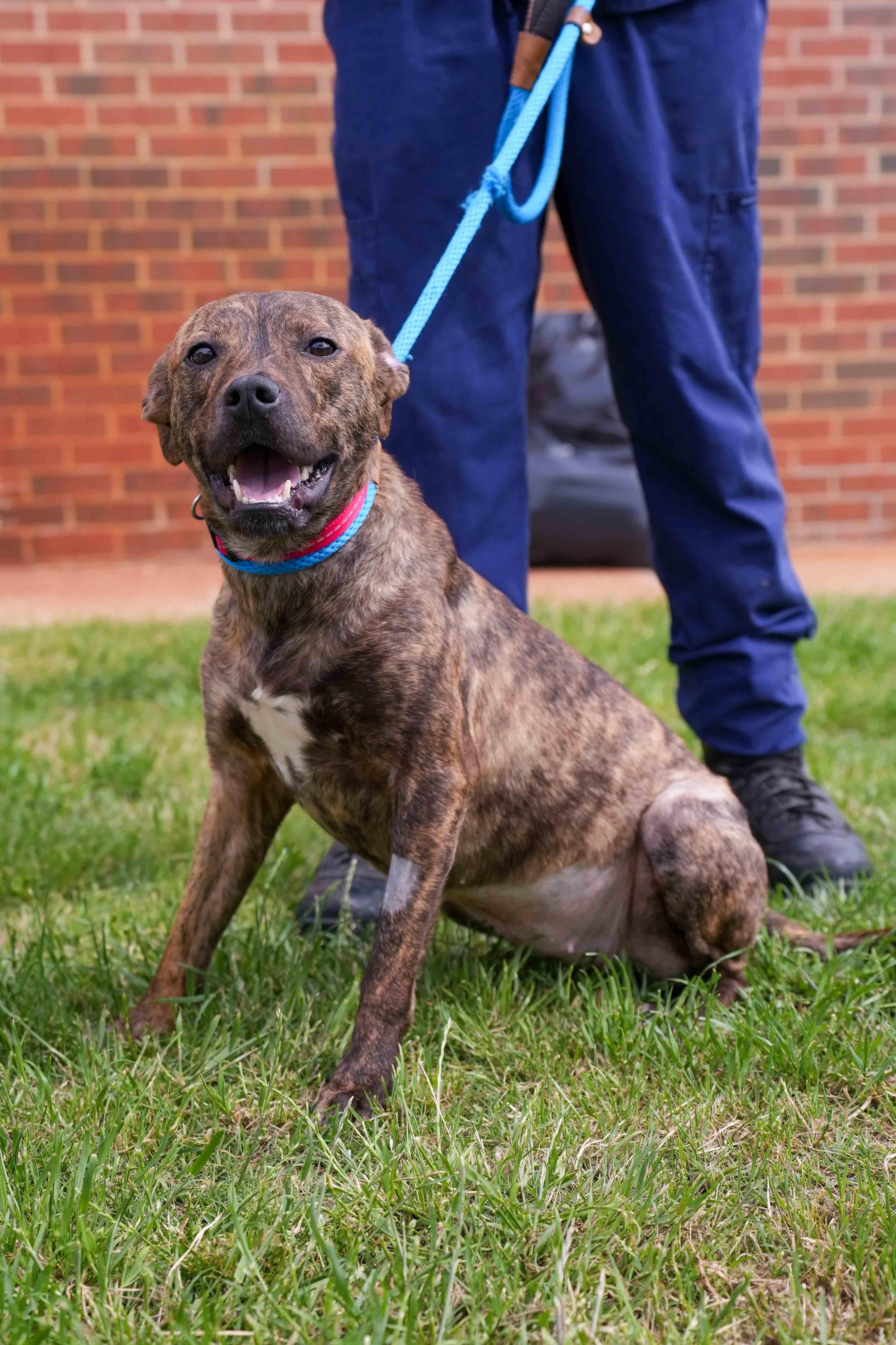 Enlarge Angus, an adopted Pit Bull Terrier in Stillwater, OK image 1/3