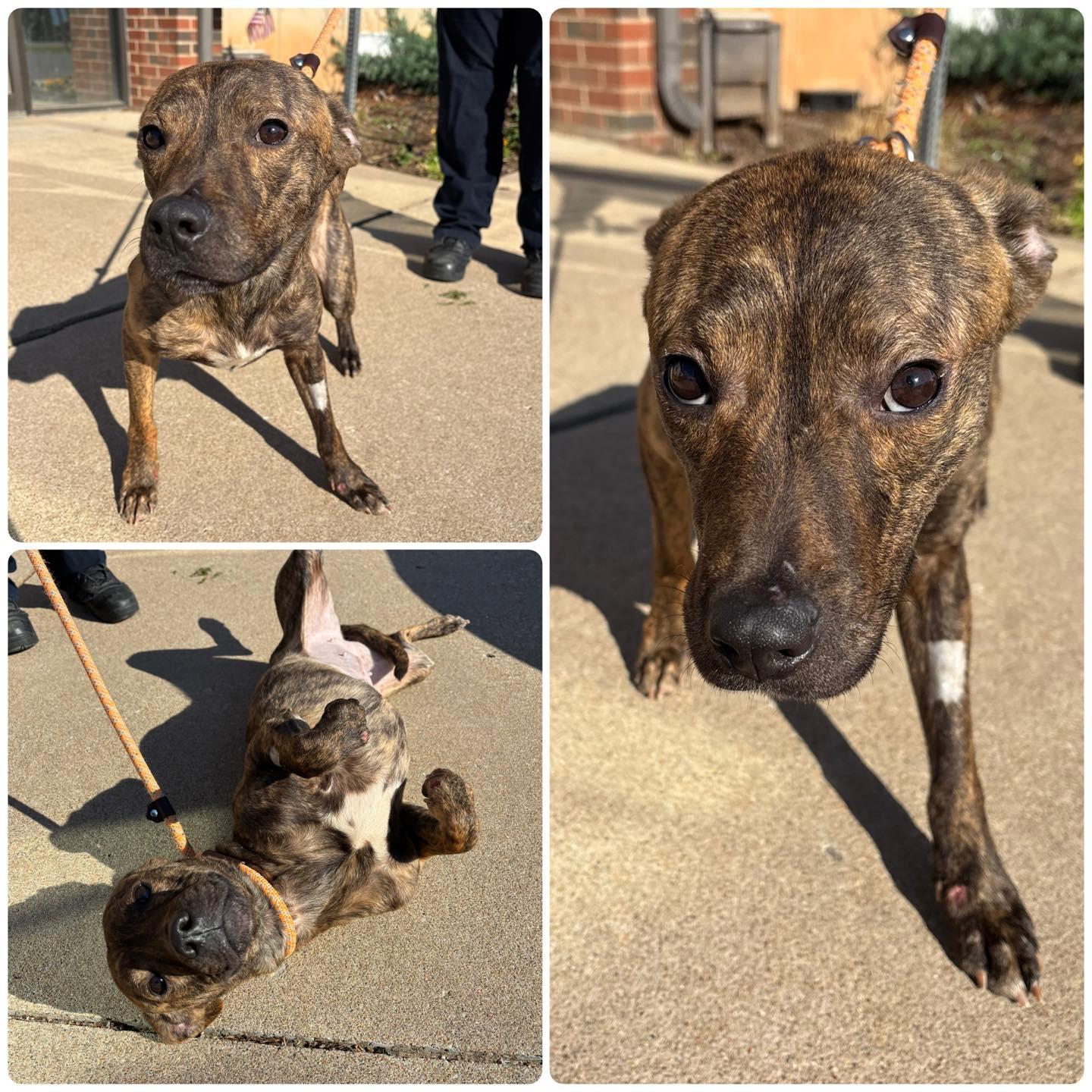 Enlarge Angus, an adopted Pit Bull Terrier in Stillwater, OK image 2/3