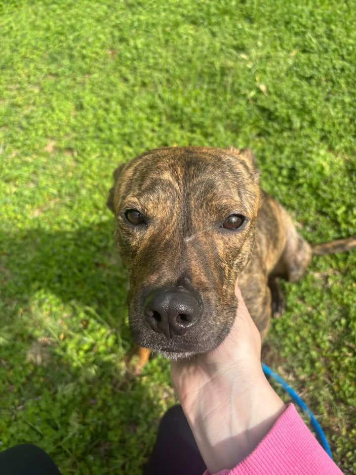 Enlarge Angus, an adopted Pit Bull Terrier in Stillwater, OK image 3/3