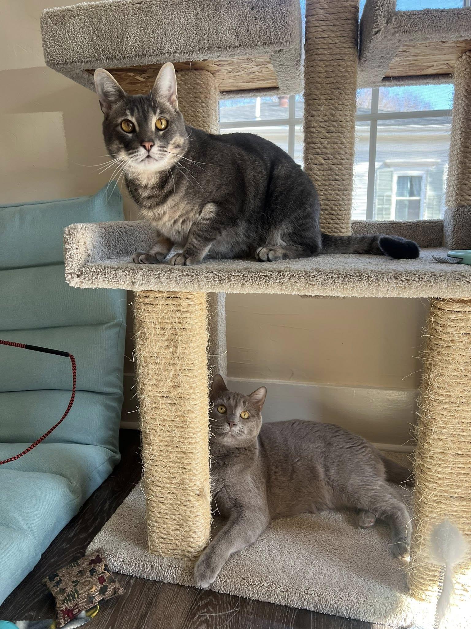 Smokey & Deevo, ADOPTABLE, Adult Male Domestic Short Hair & Tabby.