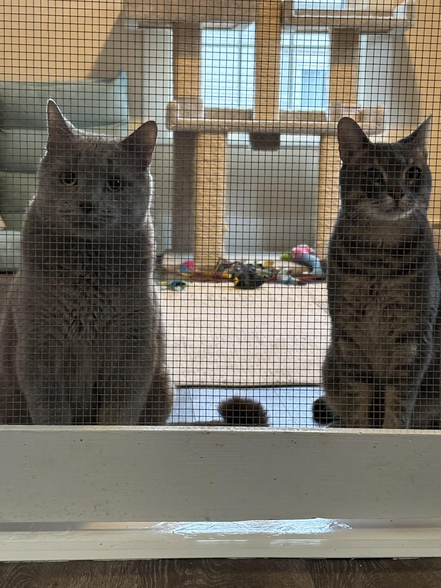 Enlarge Smokey & Deevo, a ADOPTABLE mixed breed in Bath, ME image 4/6