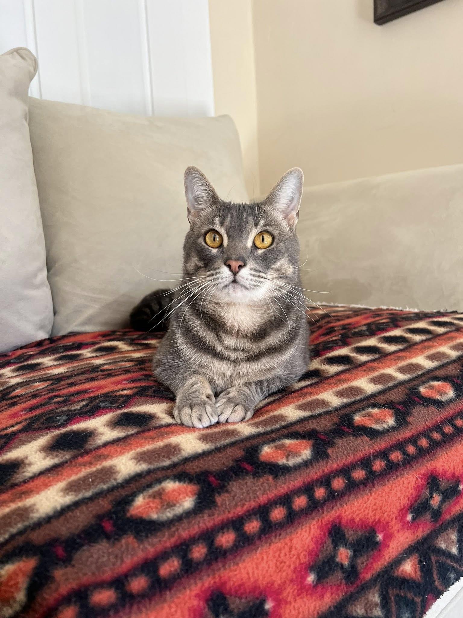 Enlarge Smokey & Deevo, a ADOPTABLE mixed breed in Bath, ME image 5/6