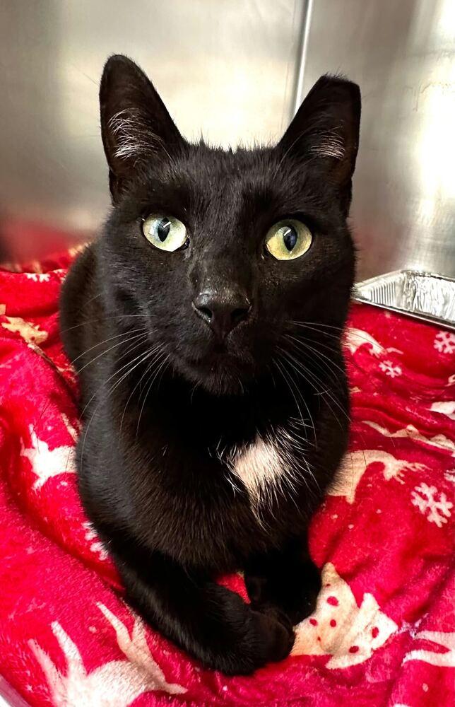 Enlarge Slinky, a Adoptable mixed breed in Milltown, NJ image 3/4