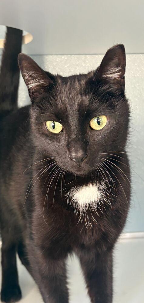 Enlarge Slinky, a Adoptable mixed breed in Milltown, NJ image 4/4