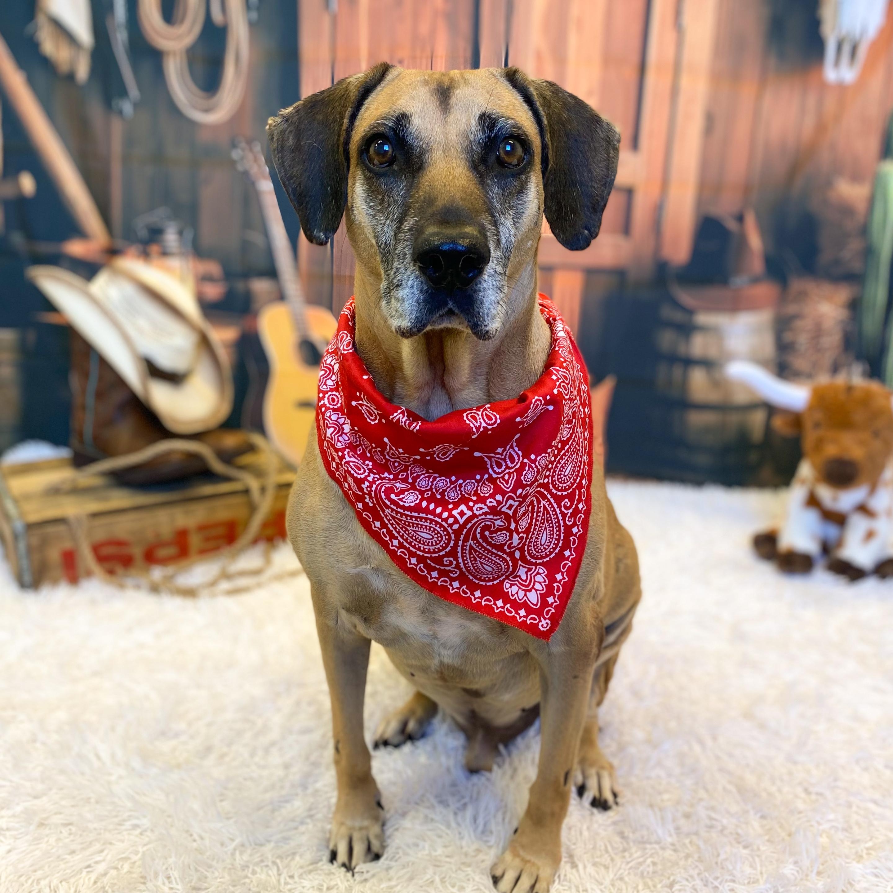 Hunter, an adoptable Black Mouth Cur, Yellow Labrador Retriever in Calumet, MI, 49913 | Photo Image 1