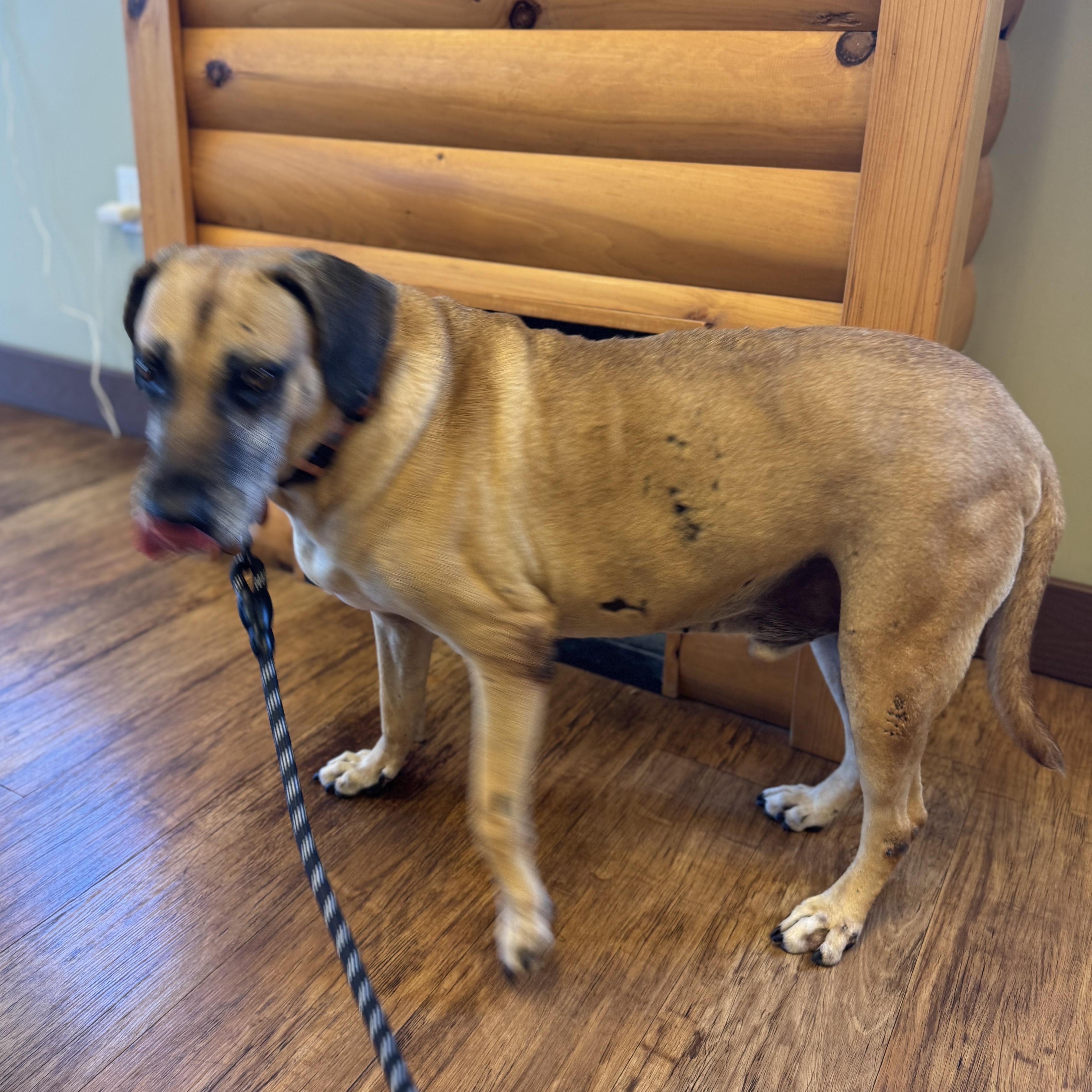 Hunter, an adoptable Black Mouth Cur, Yellow Labrador Retriever in Calumet, MI, 49913 | Photo Image 6