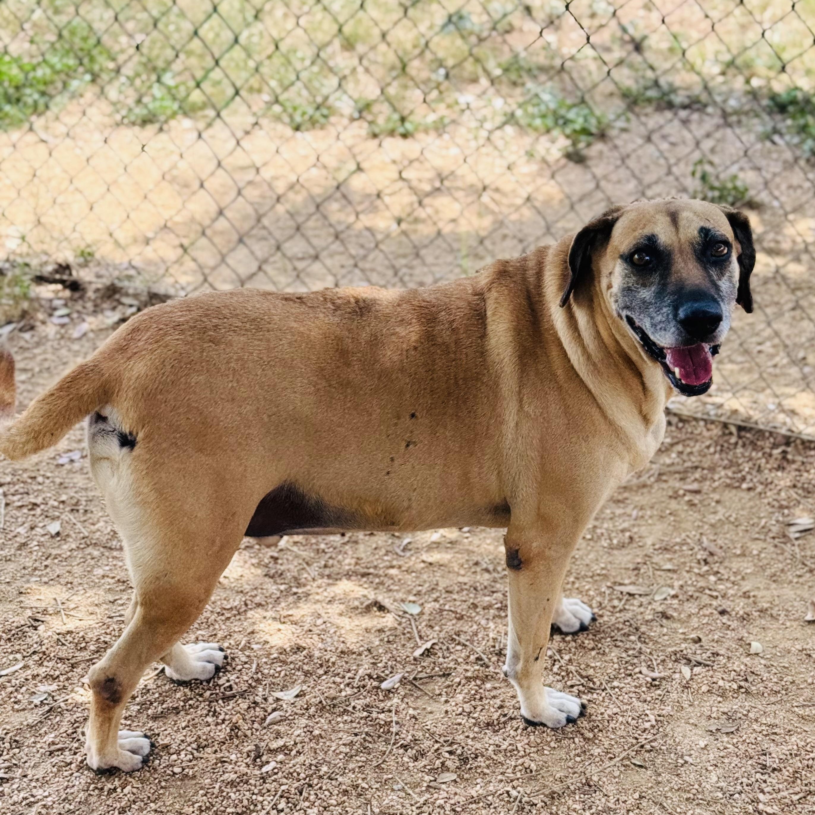 Hunter, an adoptable Black Mouth Cur, Yellow Labrador Retriever in Calumet, MI, 49913 | Photo Image 5
