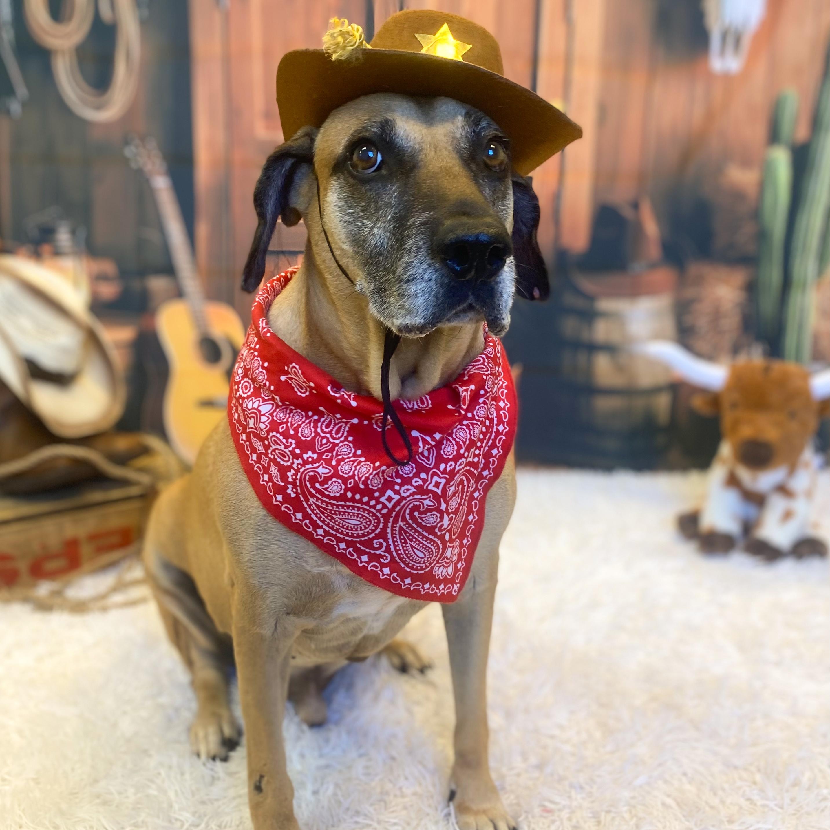 Hunter, an adoptable Black Mouth Cur, Yellow Labrador Retriever in Calumet, MI, 49913 | Photo Image 3
