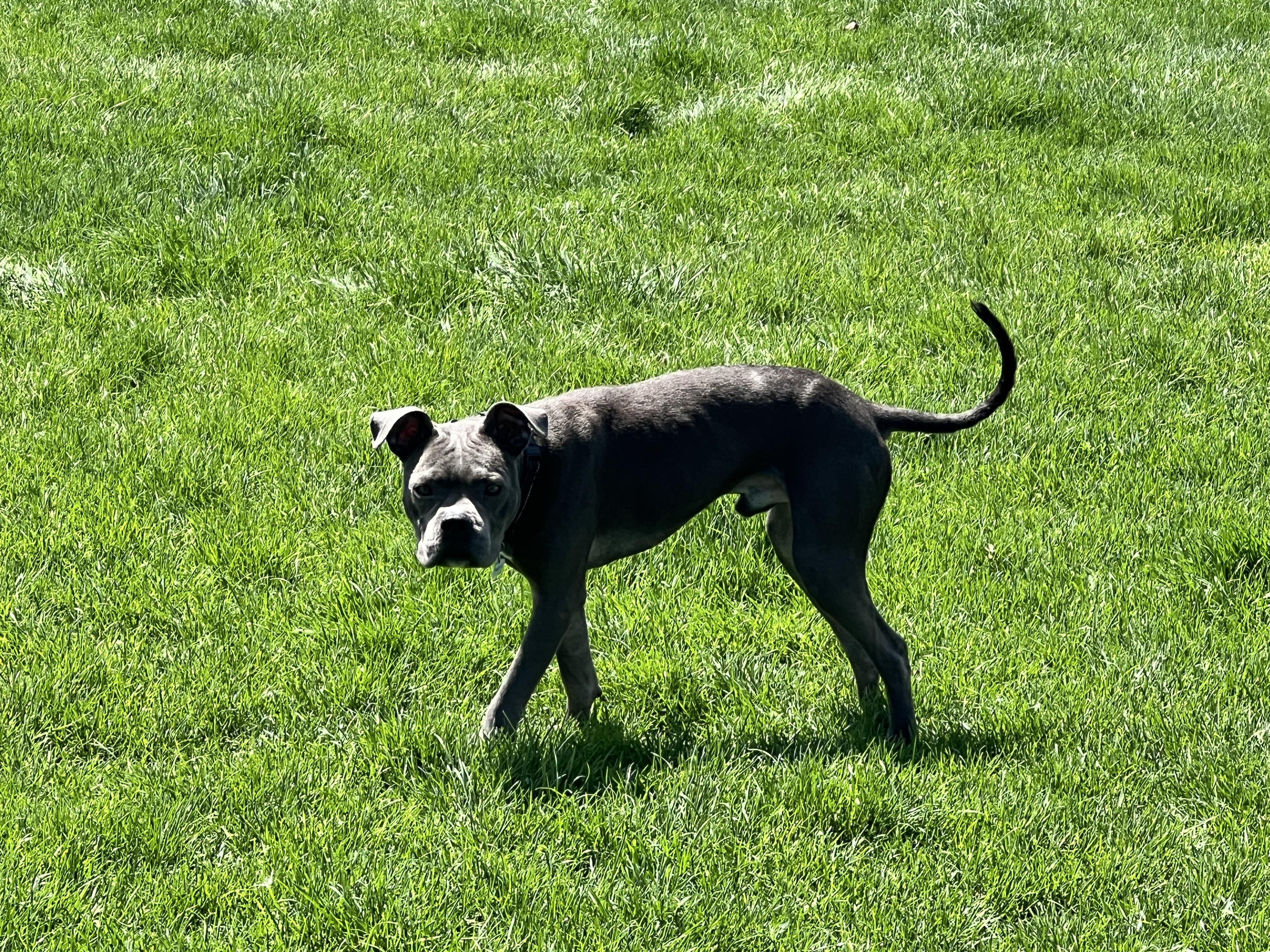 Enlarge Pinto, a ADOPTABLE mixed breed in Warrenville, IL image 4/6