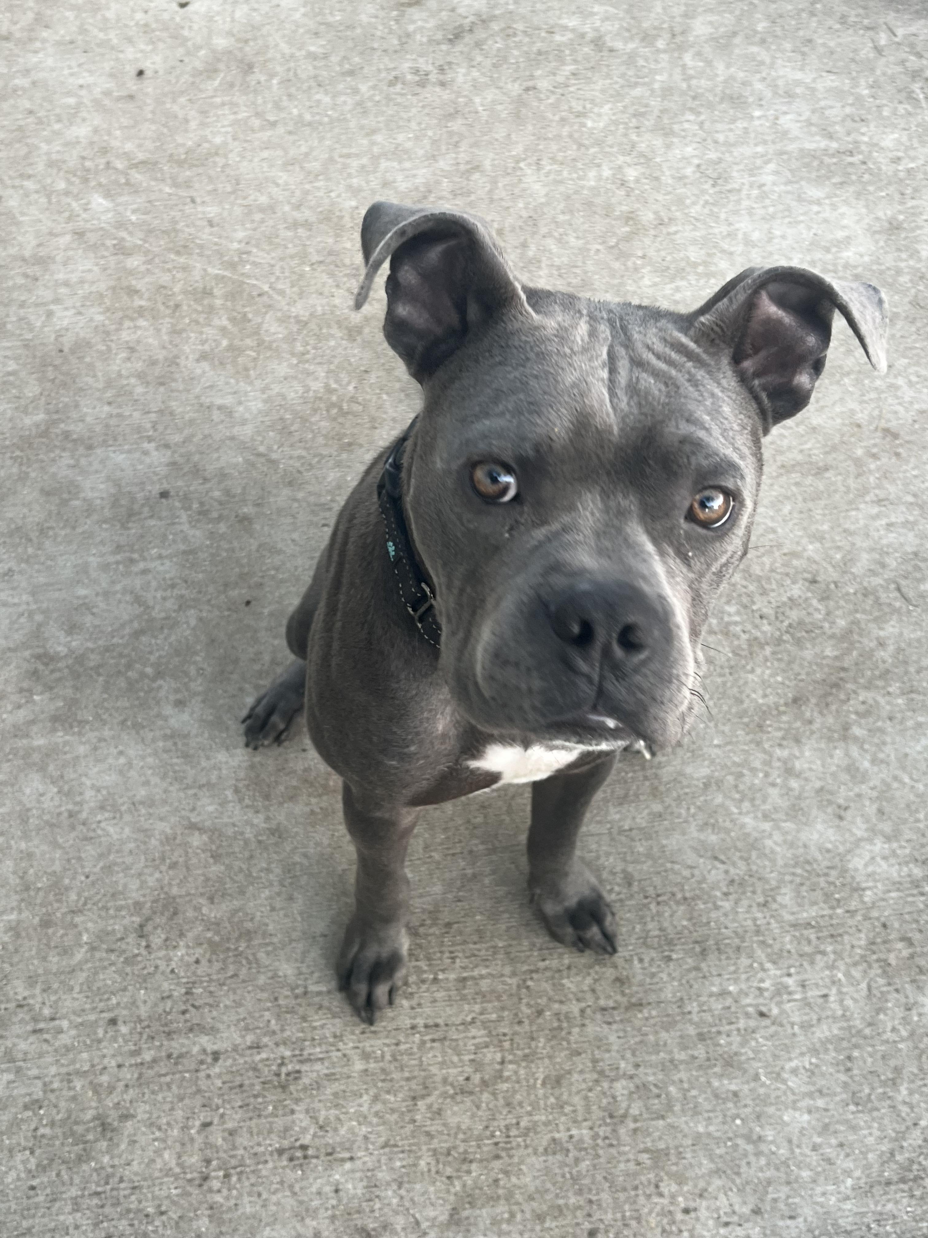 Enlarge Pinto, a ADOPTABLE mixed breed in Warrenville, IL image 2/6