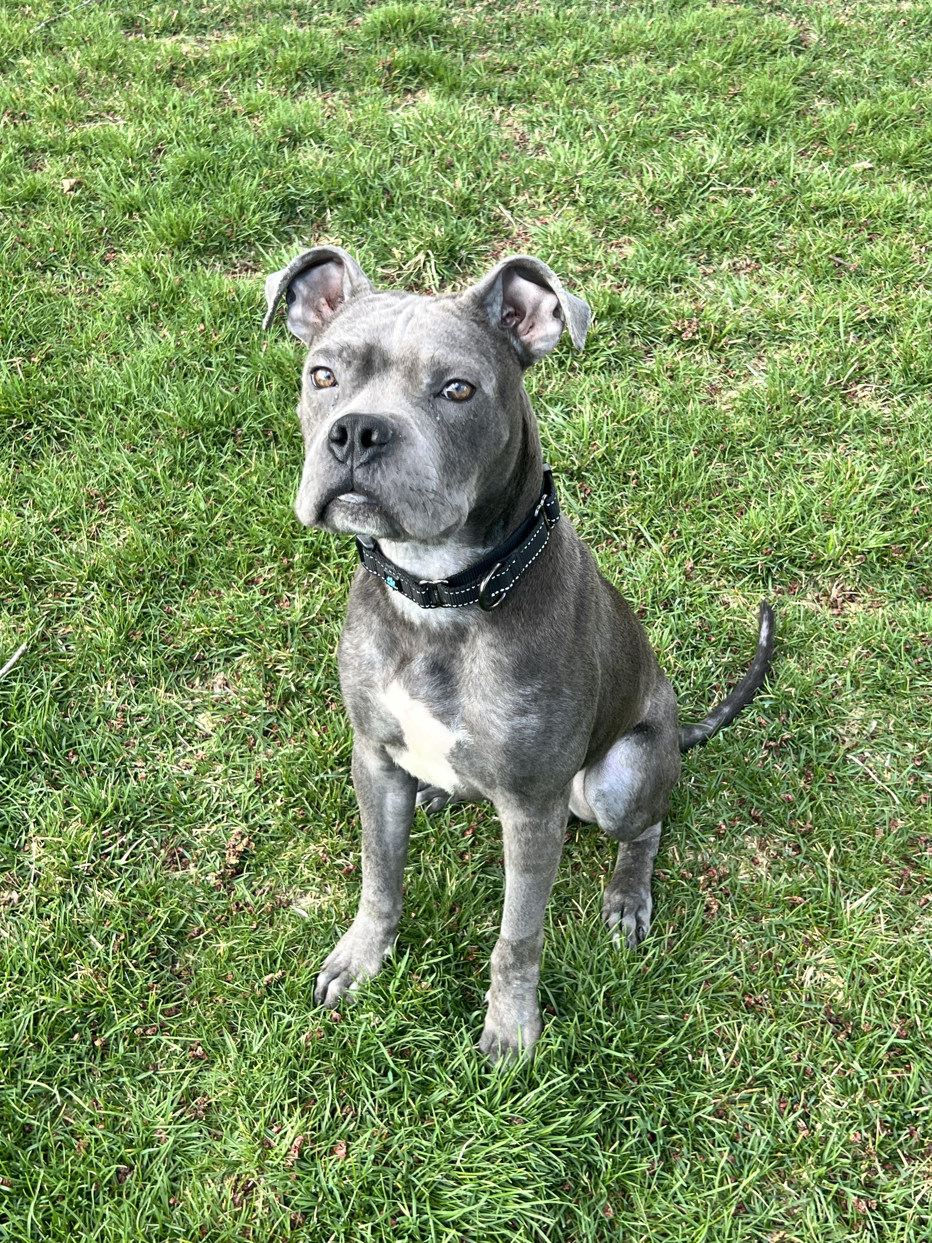 Enlarge Pinto, a ADOPTABLE mixed breed in Warrenville, IL image 5/6