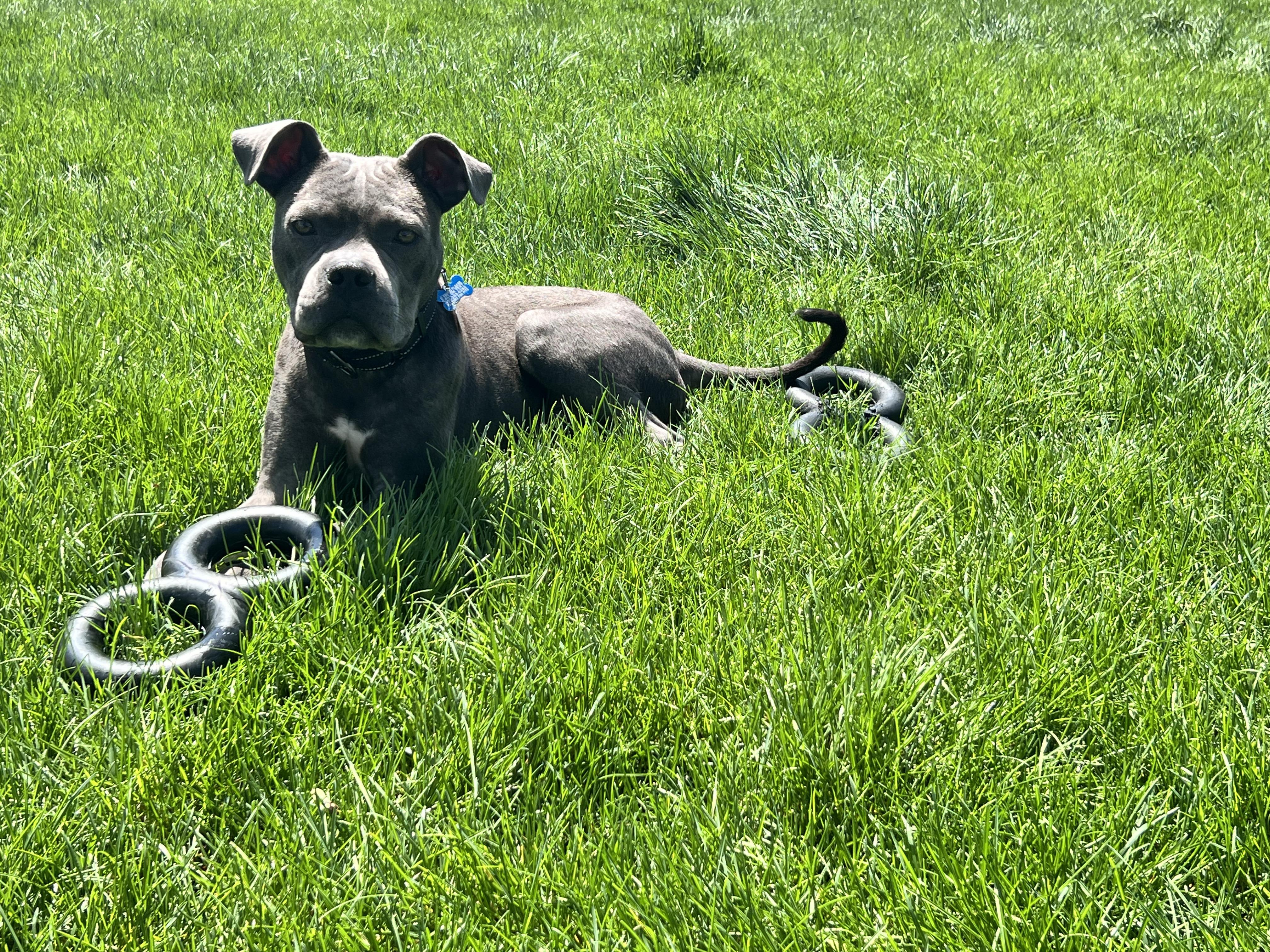 Enlarge Pinto, a ADOPTABLE mixed breed in Warrenville, IL image 6/6