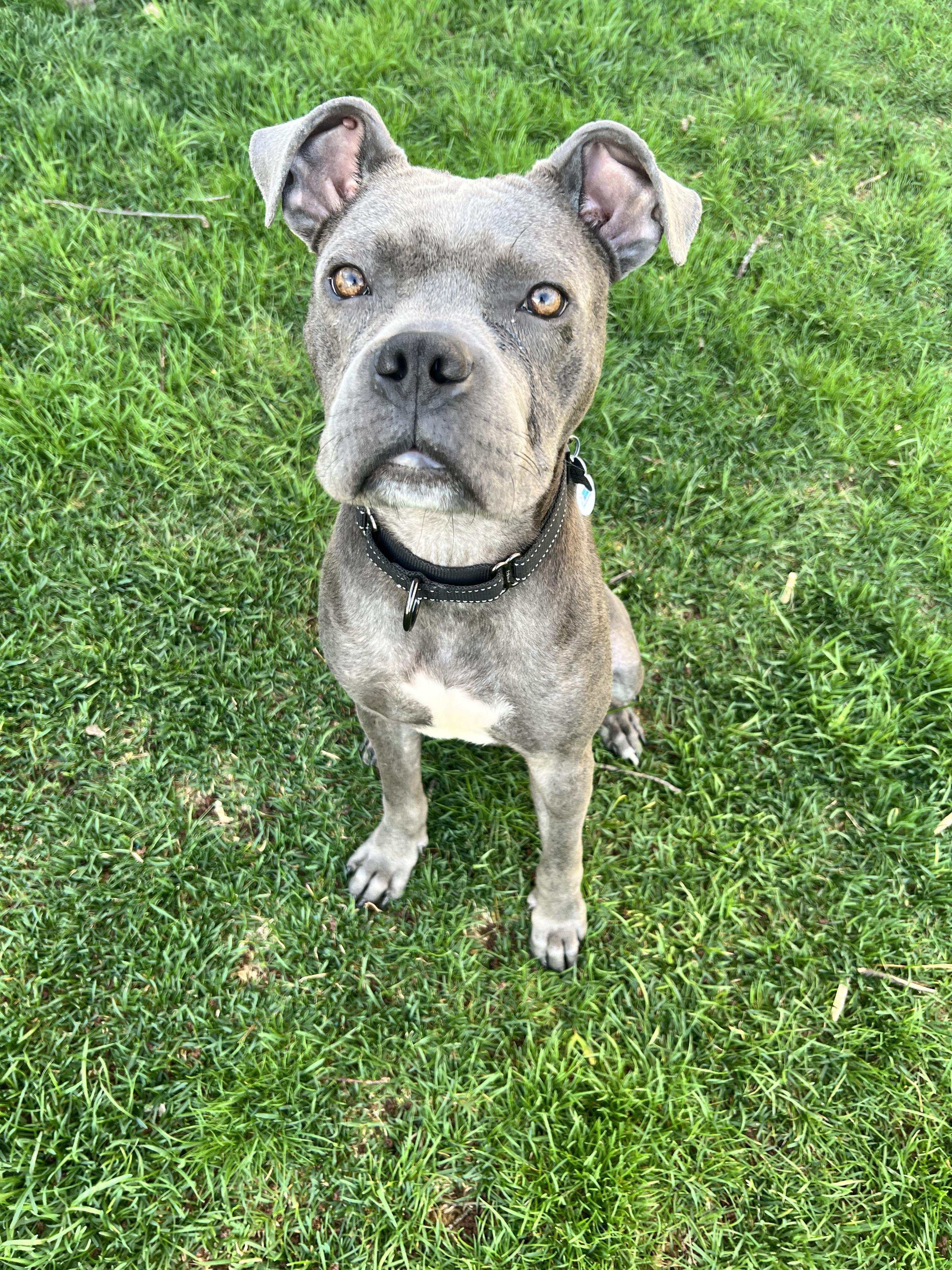 Enlarge Pinto, a ADOPTABLE mixed breed in Warrenville, IL image 3/6