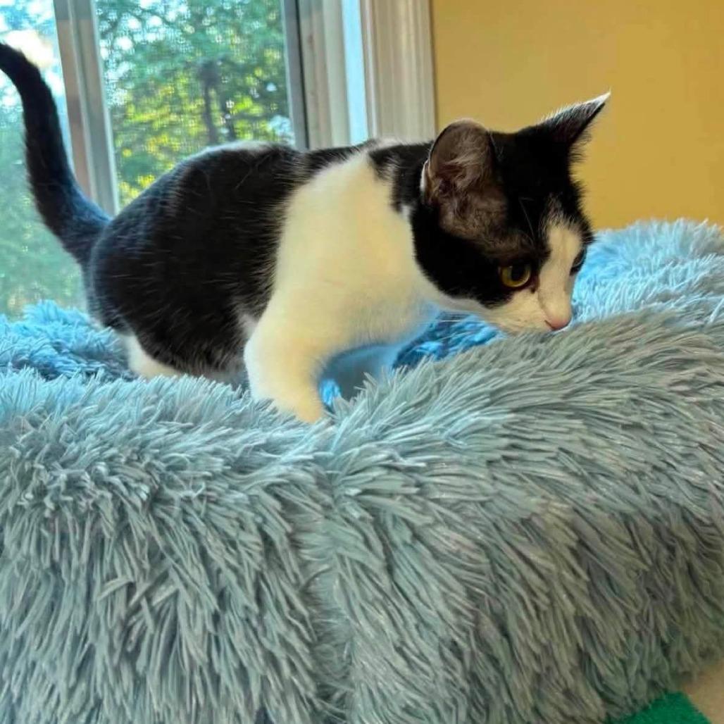 Biscuit, Adoptable, Young Female Domestic Short Hair.
