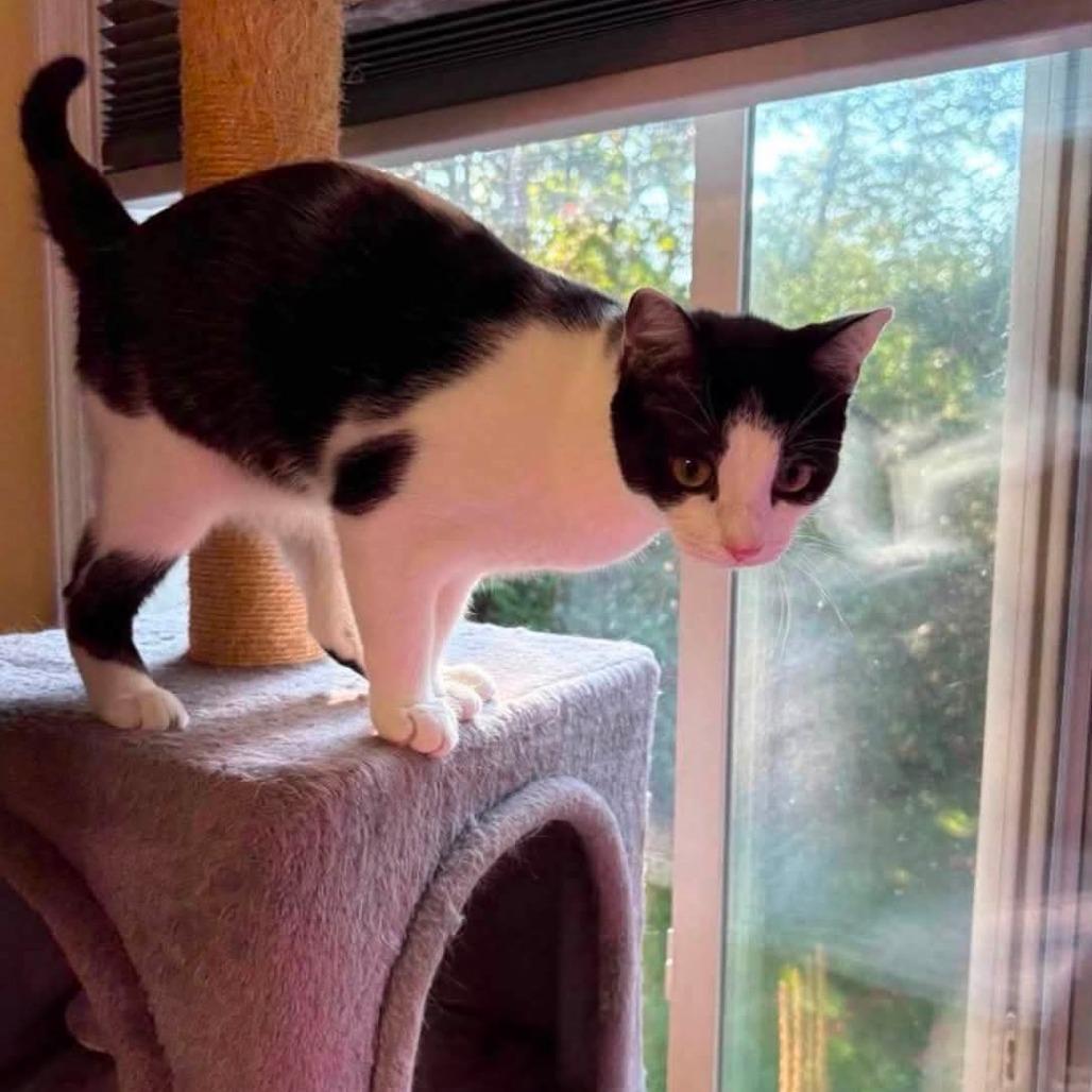 Enlarge Biscuit, a Adoptable Domestic Short Hair in Winchester, VA image 3/5