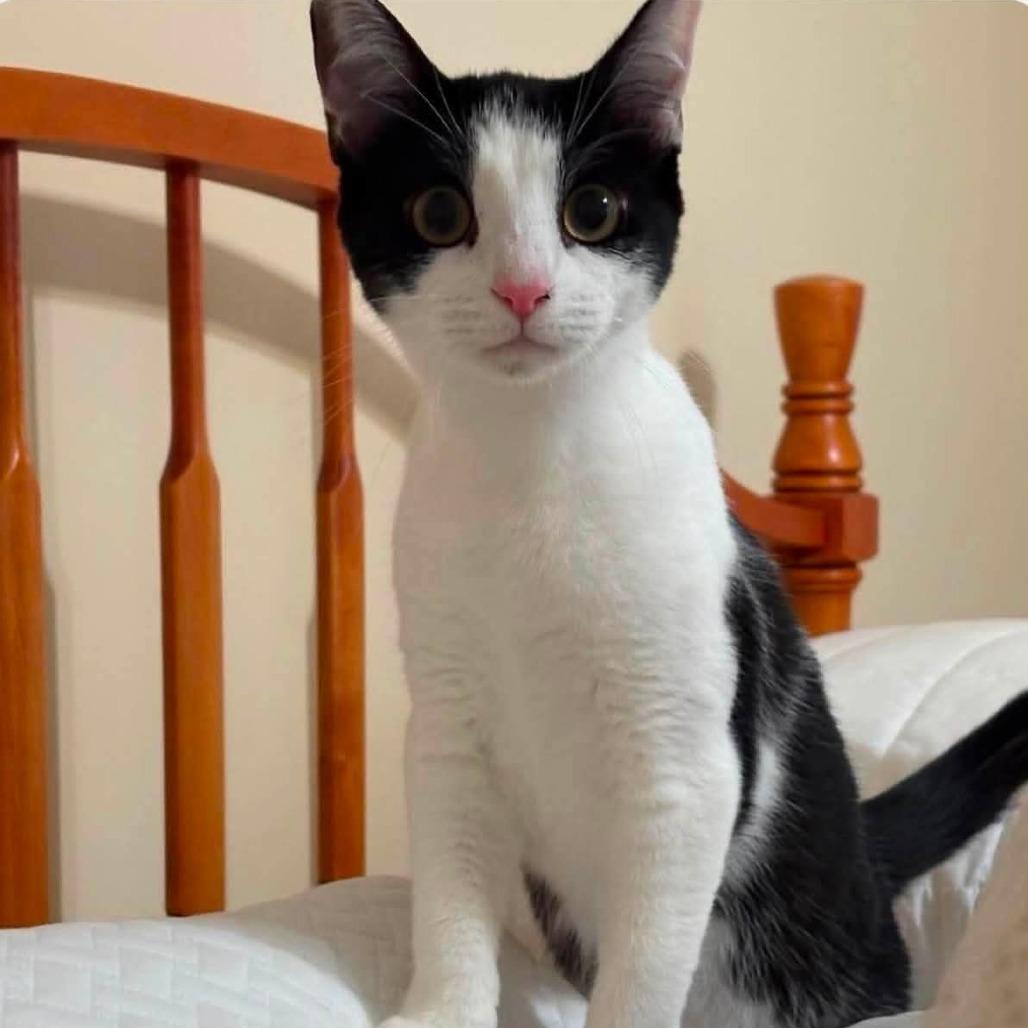 Enlarge Biscuit, a Adoptable Domestic Short Hair in Winchester, VA image 4/5