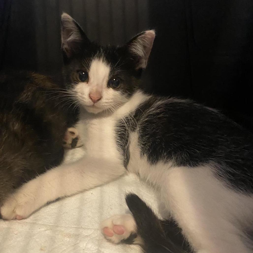 Enlarge Biscuit, a Adoptable Domestic Short Hair in Winchester, VA image 5/5