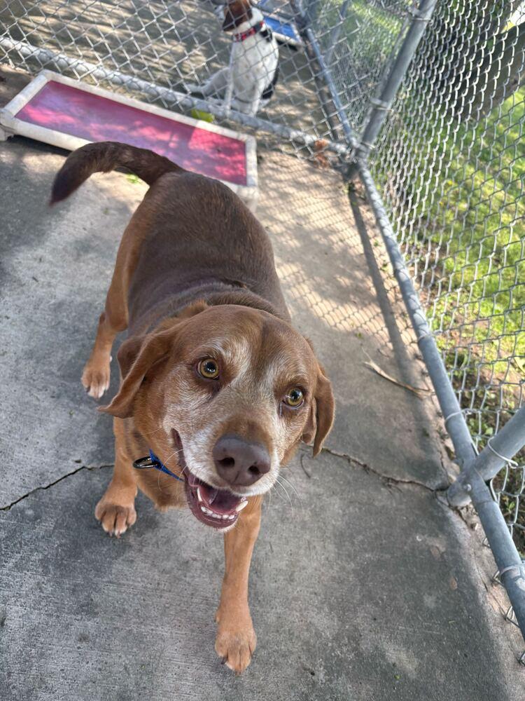 Enlarge Bruno, a Adoptable mixed breed in Bowling Green, OH image 2/3