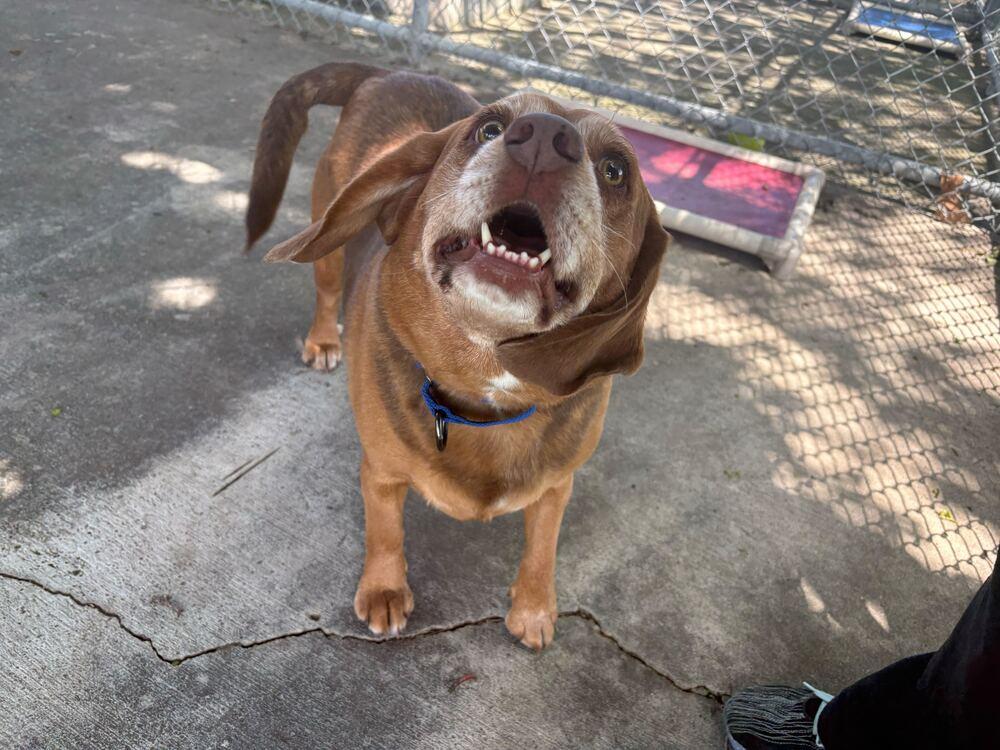 Enlarge Bruno, a Adoptable mixed breed in Bowling Green, OH image 3/3