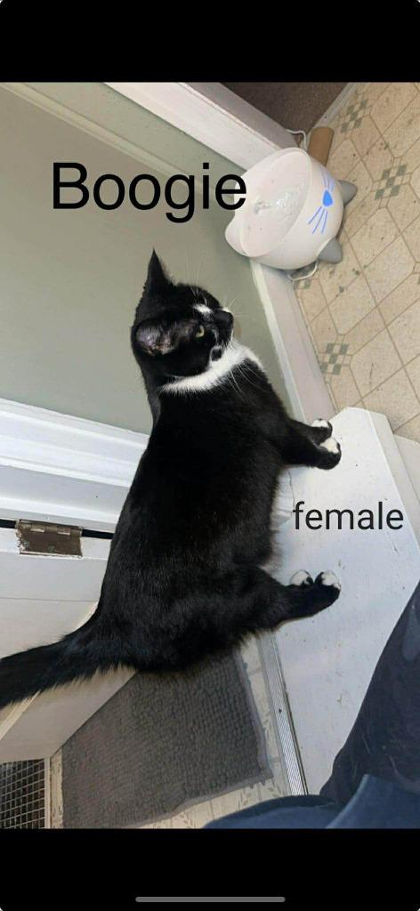 Enlarge Mama Boogie, a Adoptable Domestic Short Hair in Cloquet, MN image 1/1