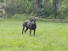 Enlarge Sally, a Adoptable Mixed Breed in Owenton, KY image 2/2
