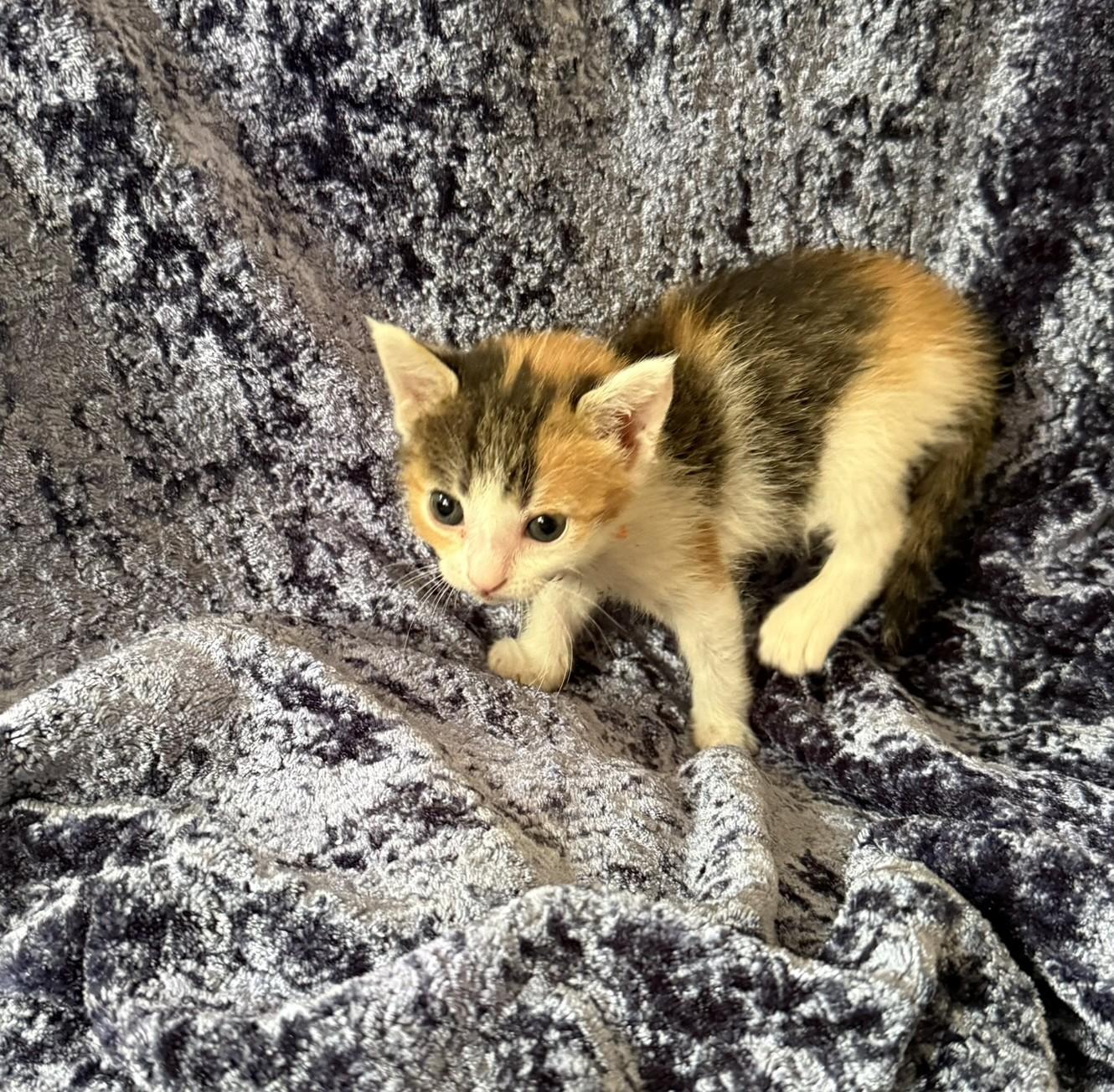 Enlarge Tasha, a Adoptable Domestic Short Hair in Glendale, AZ image 1/1