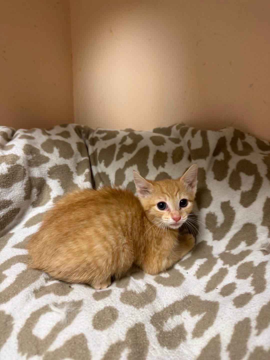 Penny, adopted, Young Female Domestic Short Hair.