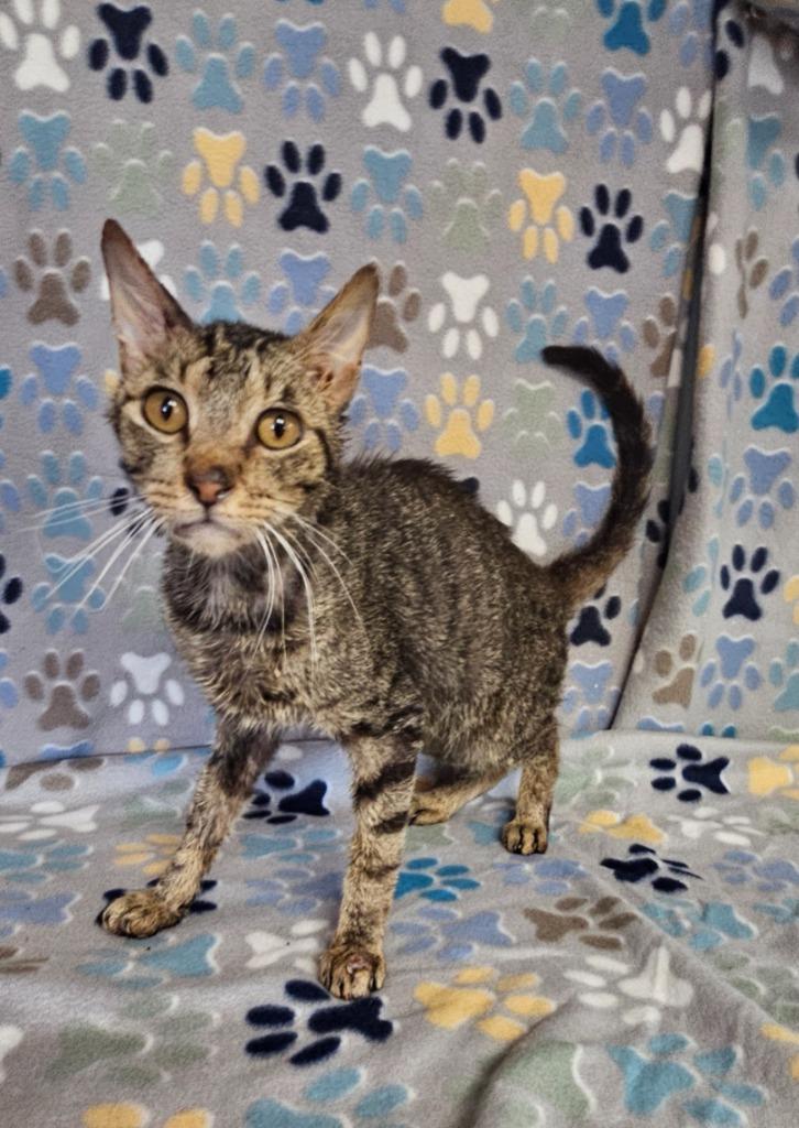 Frank, Adoptable, Adult Male Domestic Short Hair.