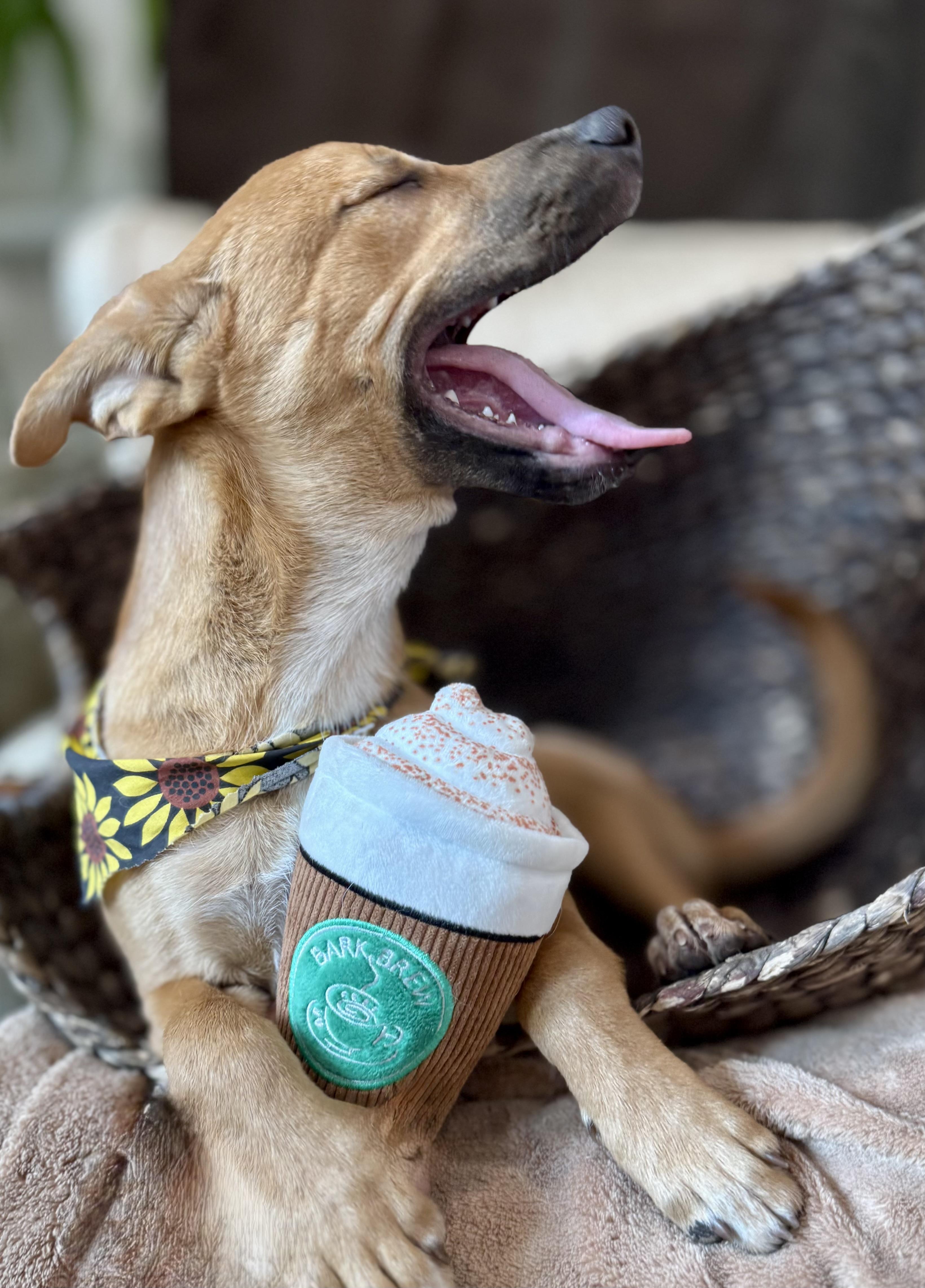 Enlarge Indigo, a Adopted mixed breed in Glendale, OH image 3/3