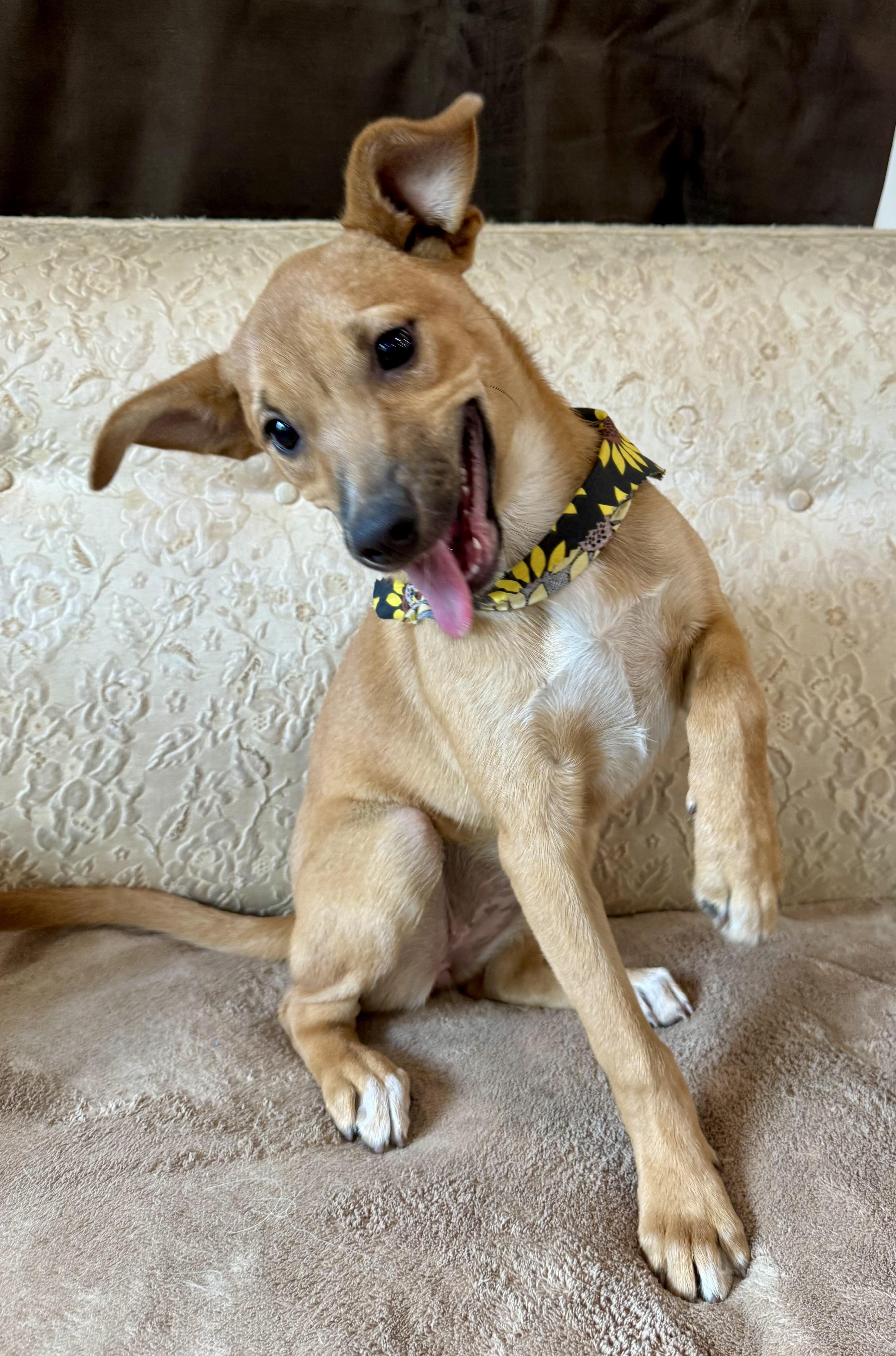 Enlarge Indigo, a Adopted mixed breed in Glendale, OH image 1/3