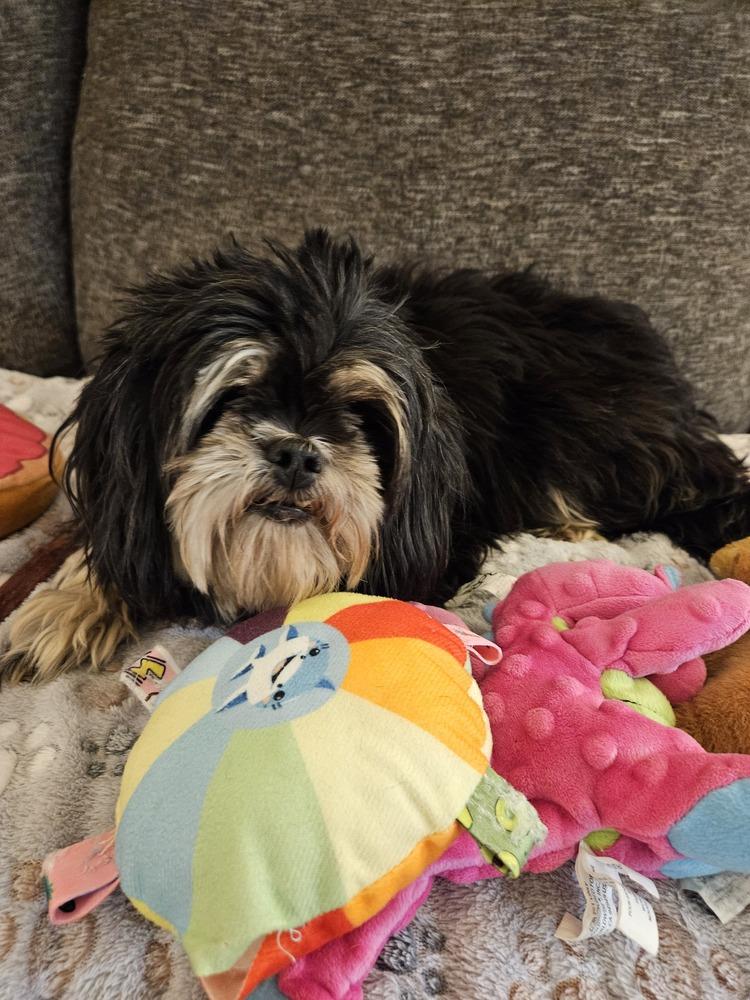 Cricket Impreza, Adoptable, Adult Female Lhasa Apso.
