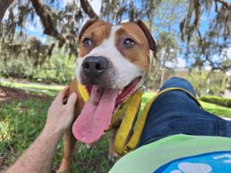 Chicken Pot Pie, Adoptable, Adult Male Terrier & Mixed Breed.