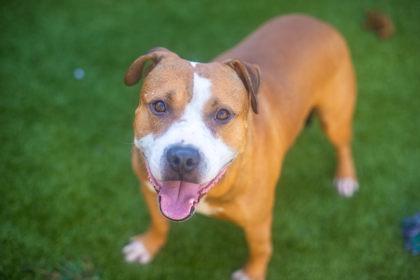 Enlarge Chicken Pot Pie, a Adoptable mixed breed in Gainesville, FL image 2/3