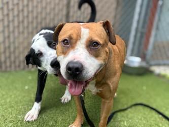 Enlarge Chicken Pot Pie, a Adoptable mixed breed in Gainesville, FL image 3/3