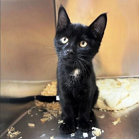 Enlarge Cosmo, a ADOPTABLE Domestic Short Hair in Salt Lake City, UT image 2/3