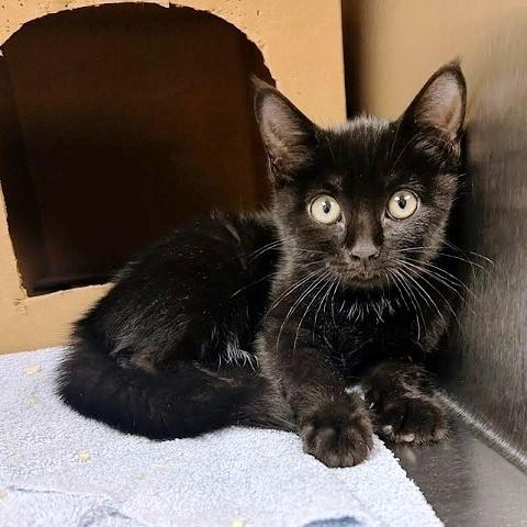 Enlarge Cosmo, a ADOPTABLE Domestic Short Hair in Salt Lake City, UT image 3/3