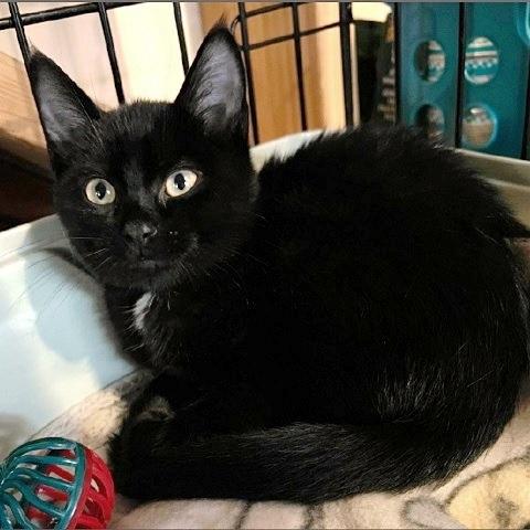 Cosmo, ADOPTABLE, Kitten Male Domestic Short Hair.
