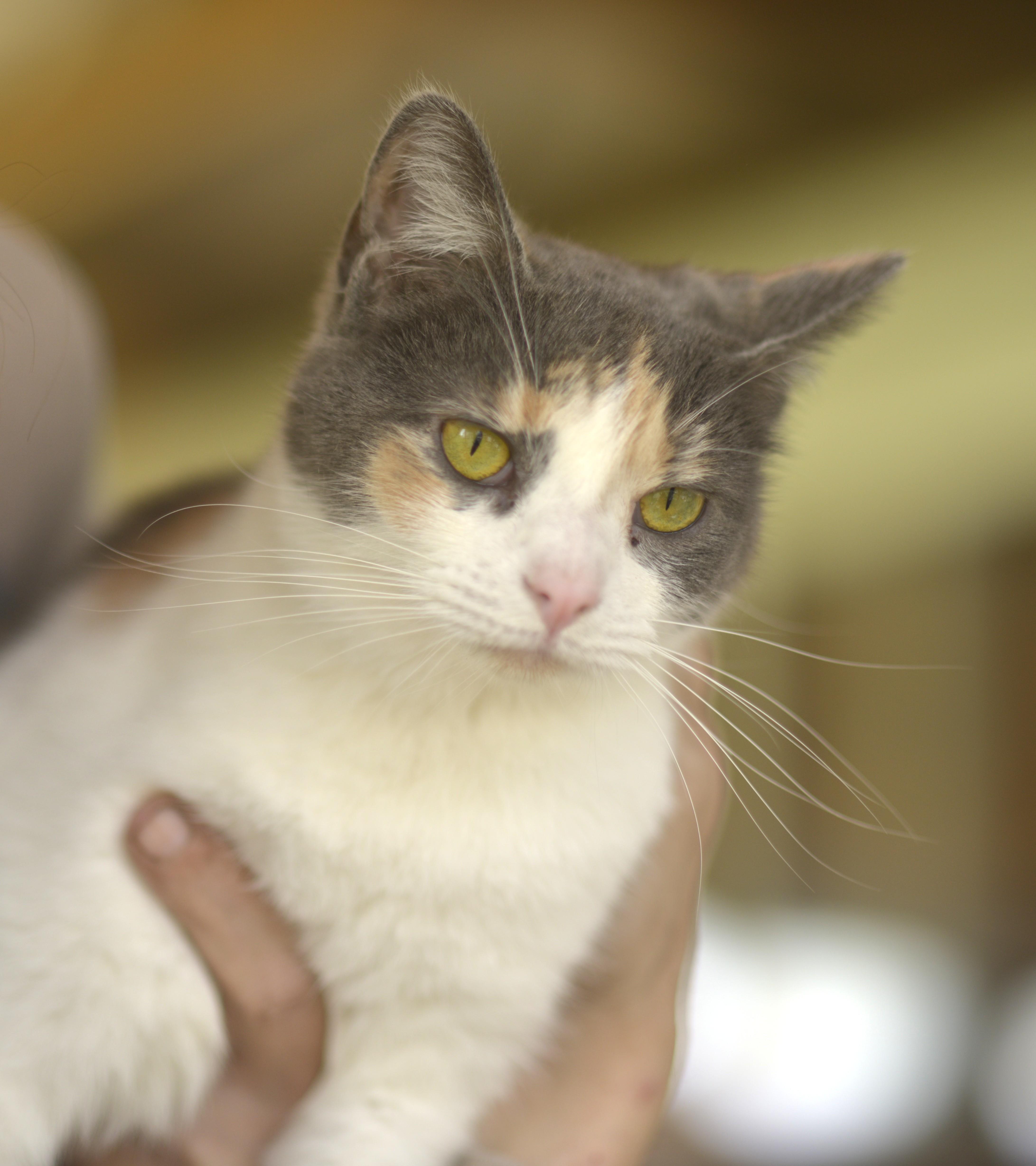 Posey, Adoptable, Young Female Domestic Short Hair.