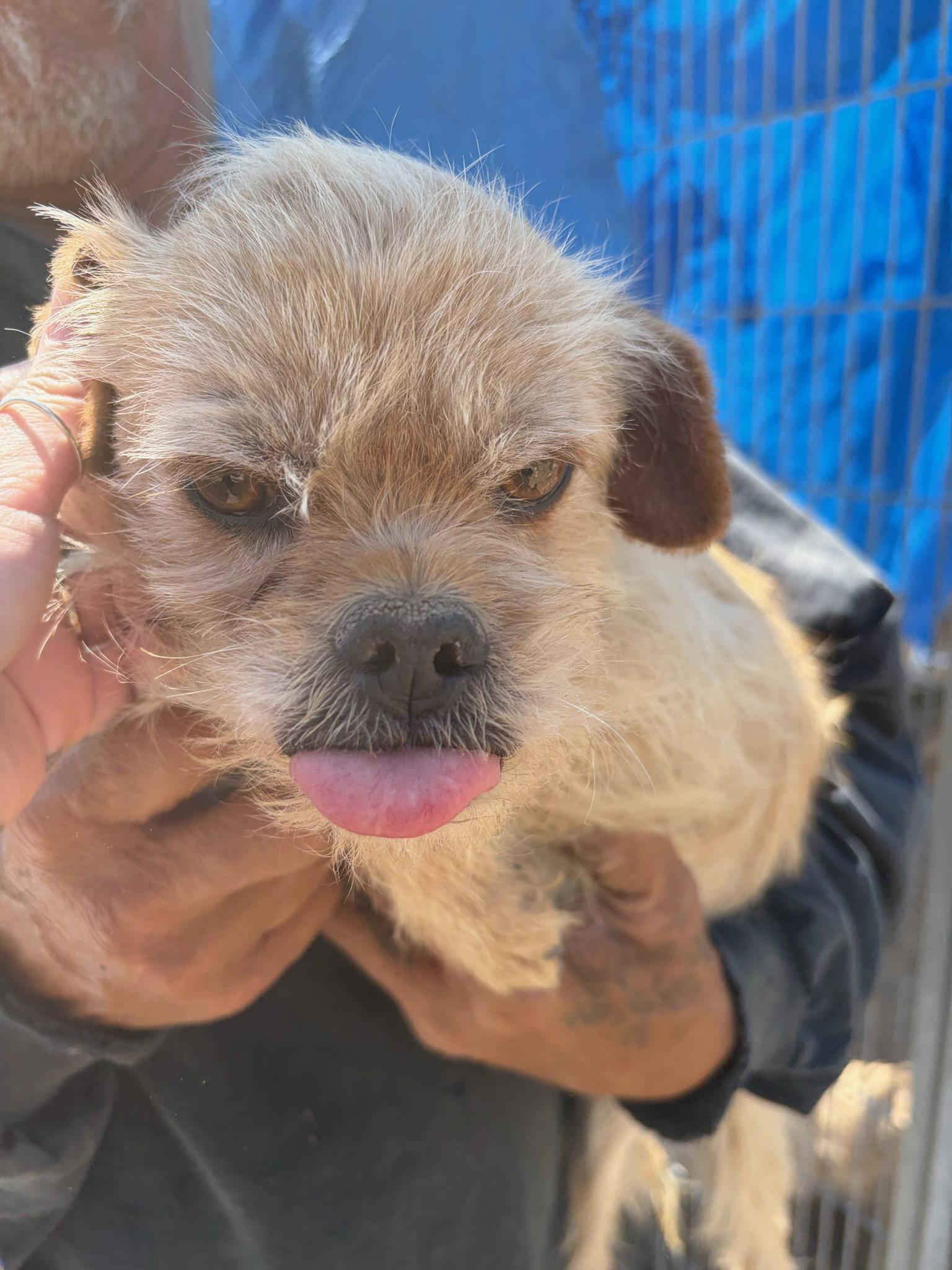 Enlarge Harry Winston - ADOPTION IN PROCESS, a Adoptable mixed breed in Grafton, WI image 1/3