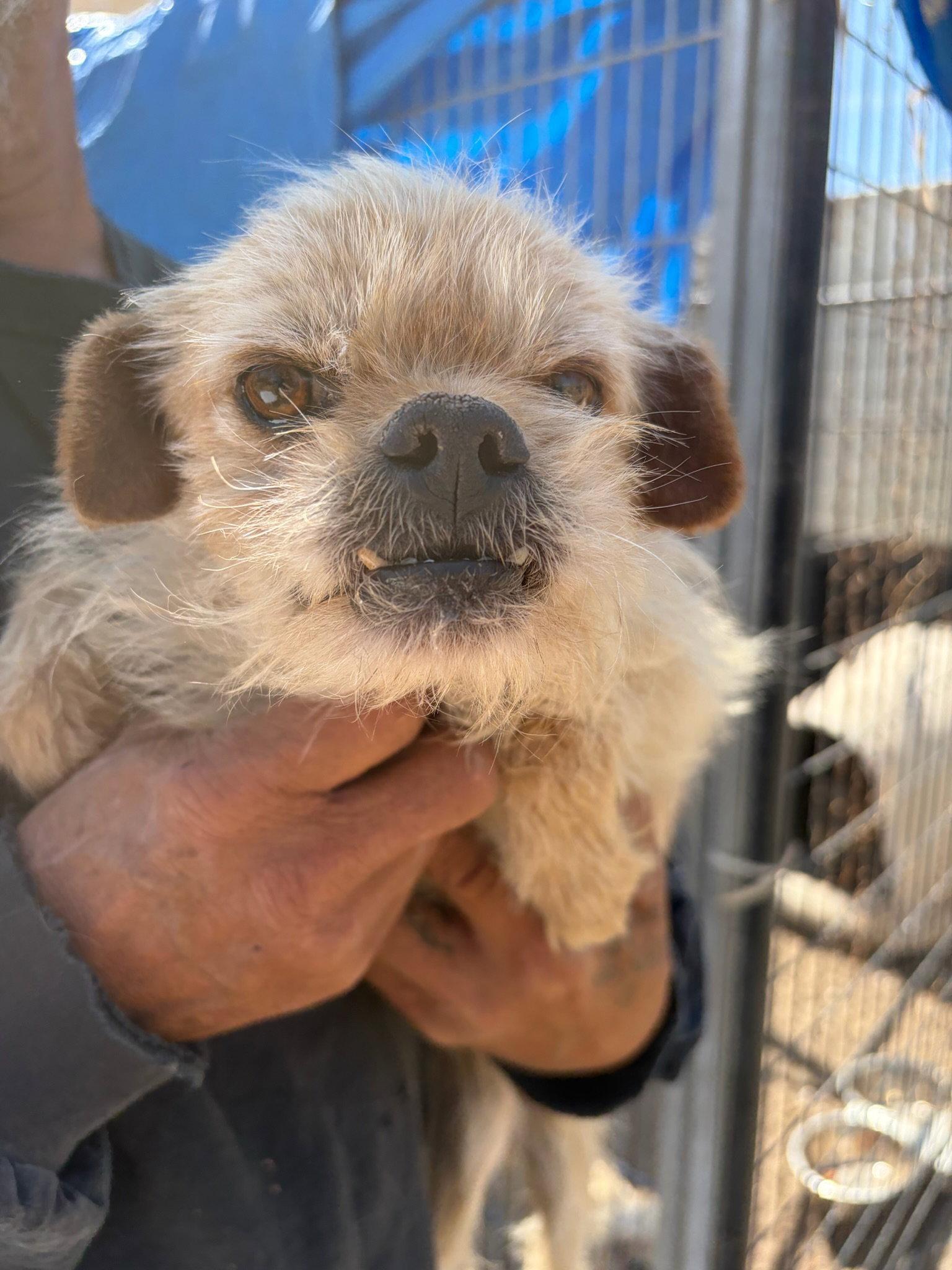 Enlarge Harry Winston - ADOPTION IN PROCESS, a Adoptable mixed breed in Grafton, WI image 2/3