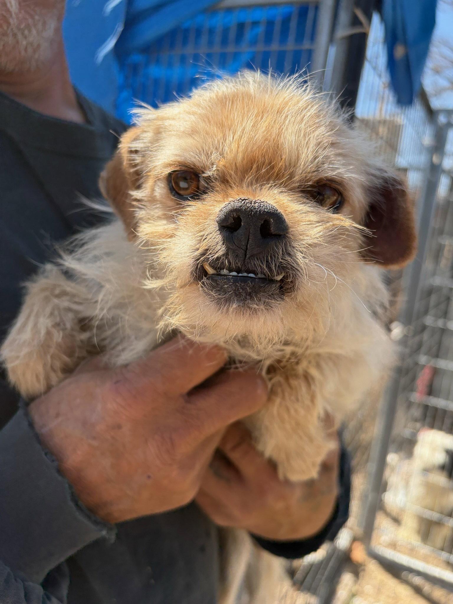 Enlarge Harry Winston - ADOPTION IN PROCESS, a Adoptable mixed breed in Grafton, WI image 3/3