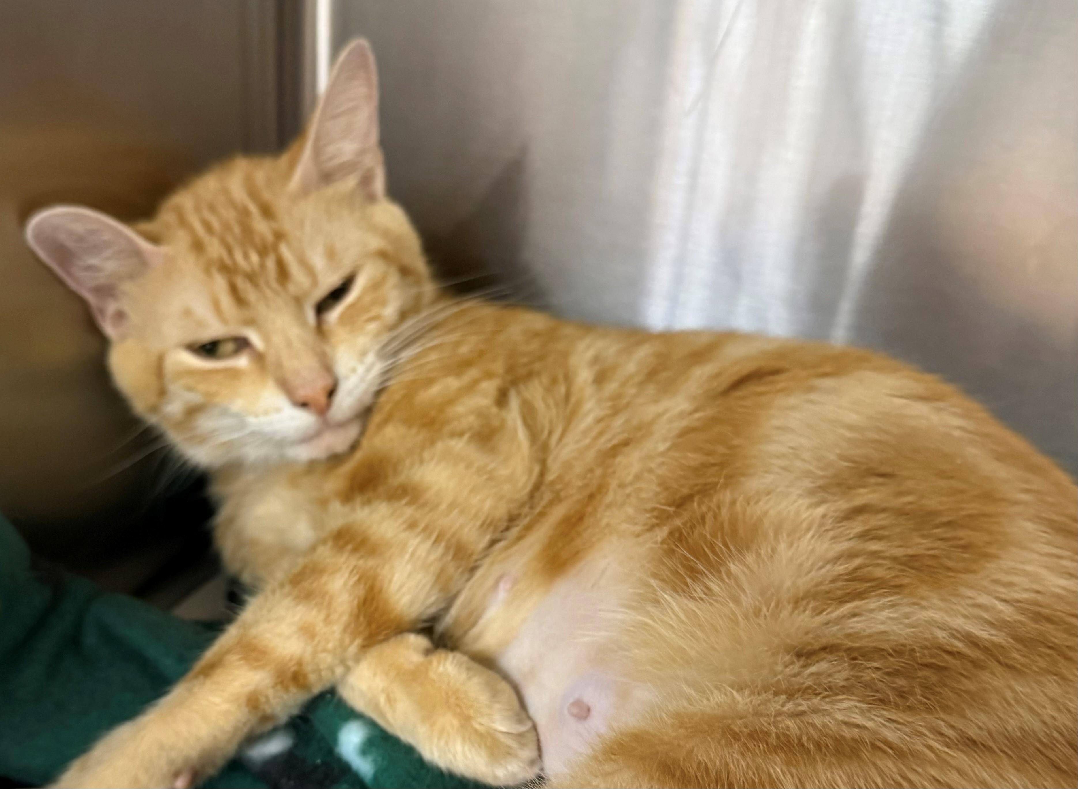 Enlarge Skittles, an adopted Domestic Short Hair in Edison, NJ image 1/1