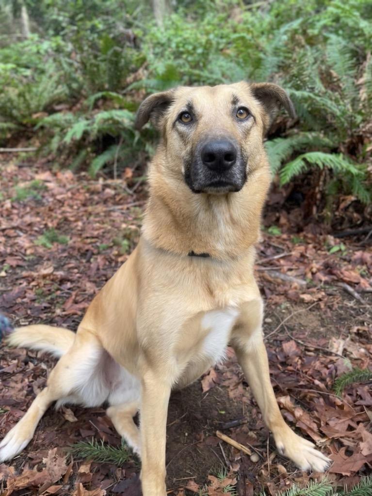 Enlarge Peaches, a Adoptable mixed breed in Vashon, WA image 1/1