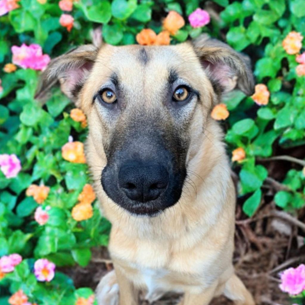 Peaches, Adoptable, Adult Female Shepherd & Mixed Breed.