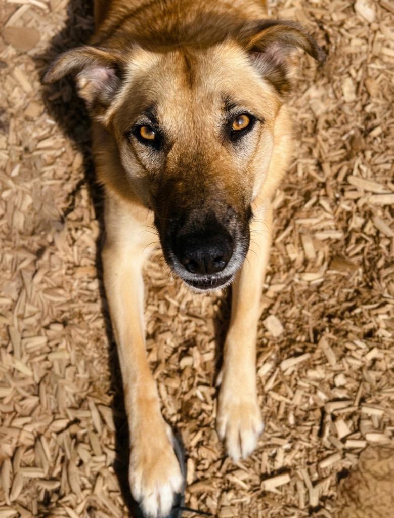 Enlarge Peaches, a Adoptable mixed breed in Vashon, WA image 2/3