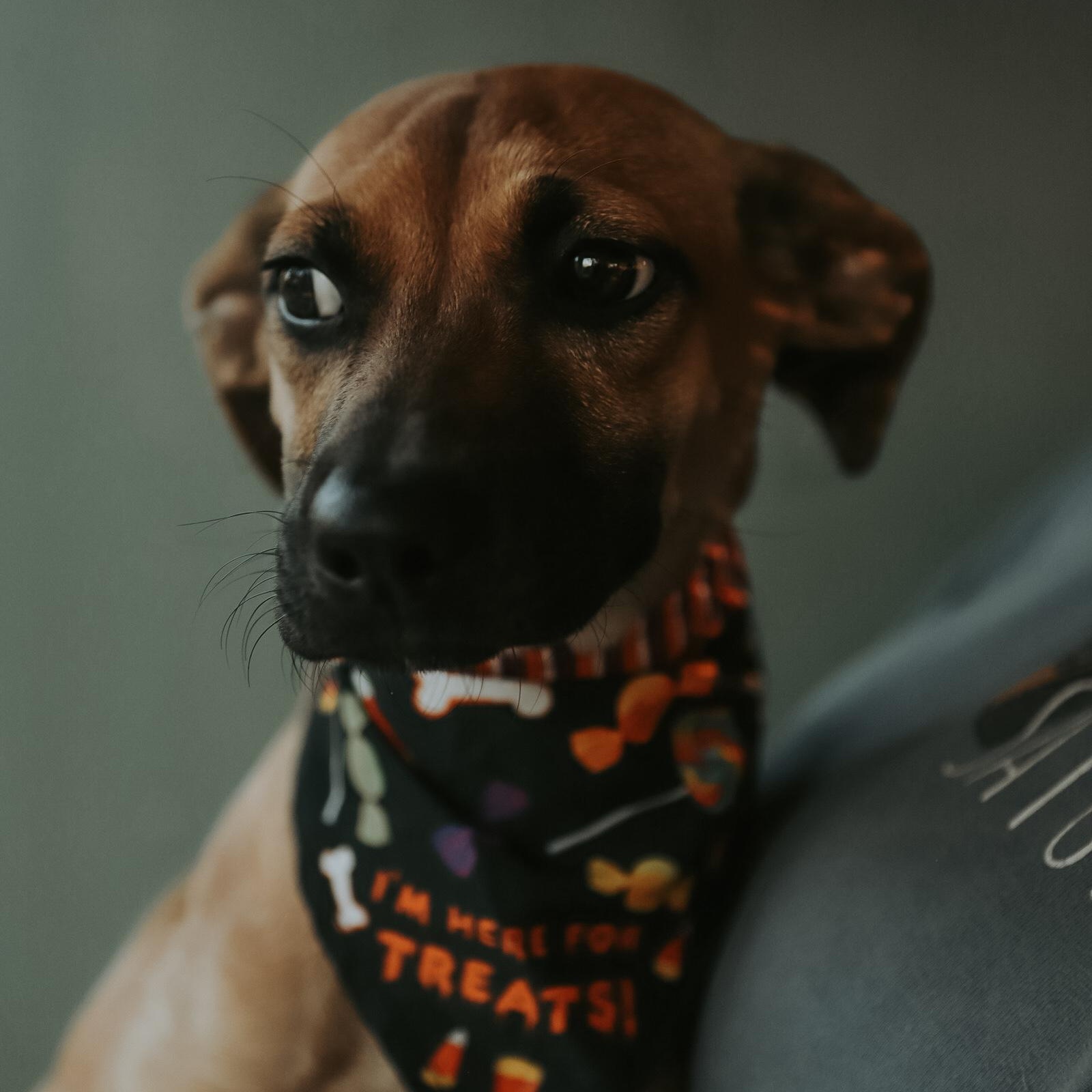 Darla, Adoptable, Puppy Female Mixed Breed.