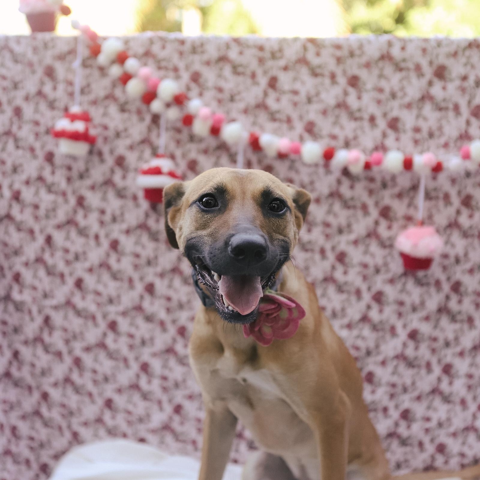 Darla, Adoptable, Young Female Mixed Breed.